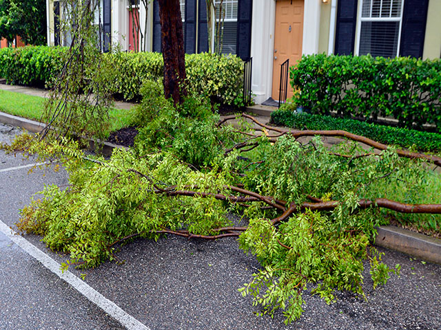 Fallen branches with green leaves on a paved street in front of townhouses with beige exteriors and black shutters that exceed collection specifications.